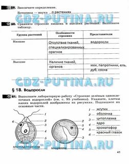 Сравните строение низших и высших
