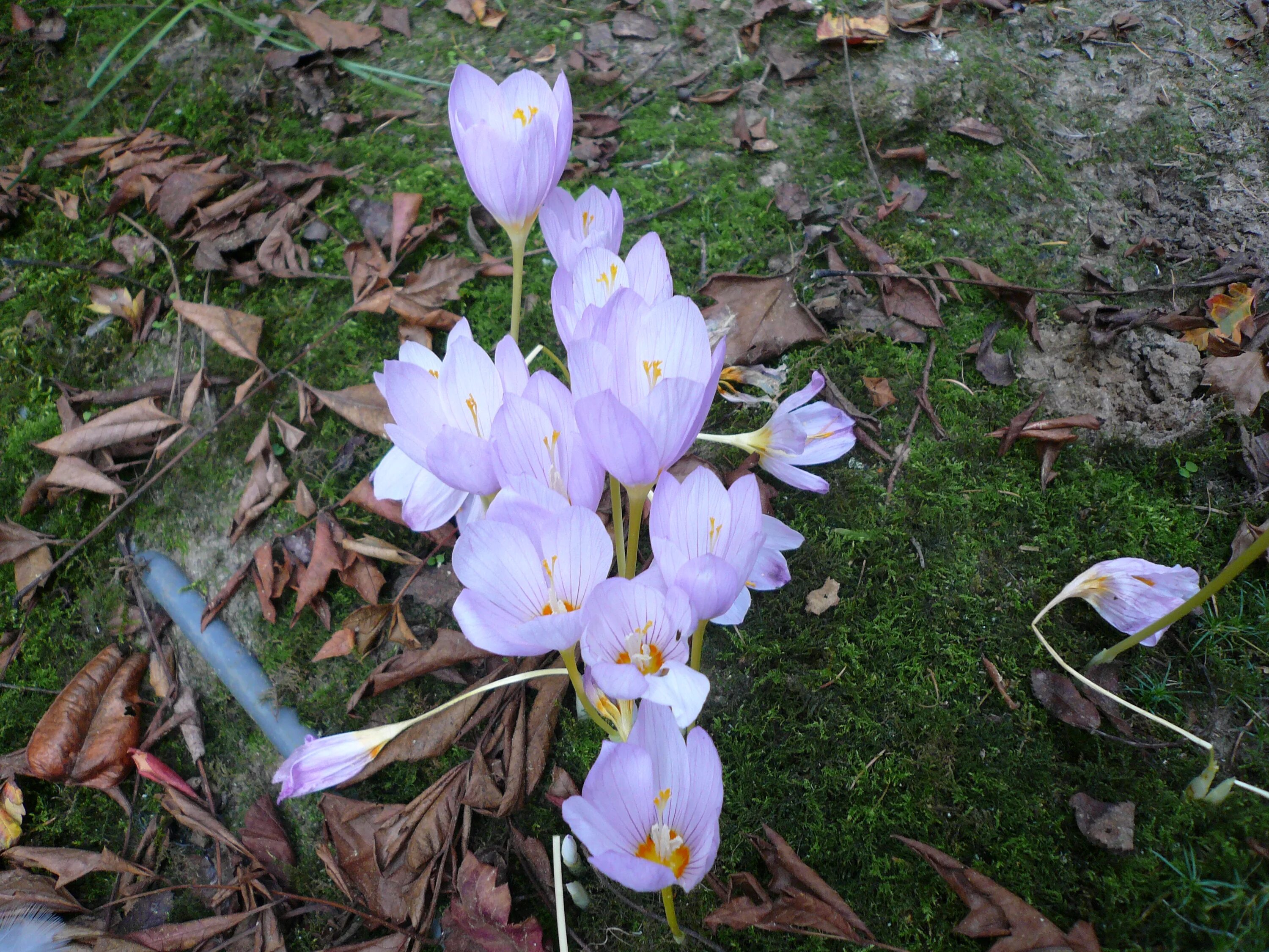 Семья сытниковых крокус. Крокус kotschyanus. Crocus zonatus kotschyanus. Крокус осеннецветущий kotschyanus. Крокус прекрасный Кочи (зонатус).