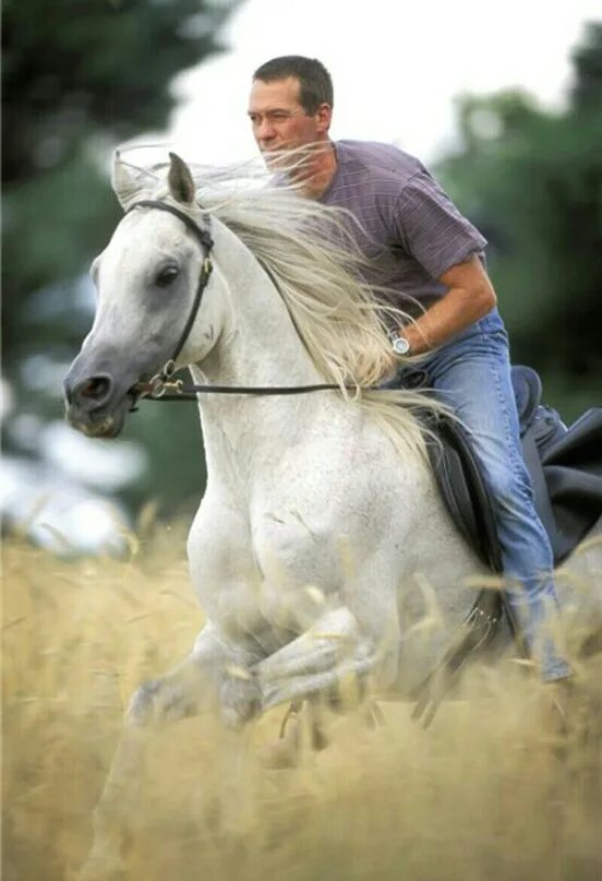 МУЖЧИНАМНА белом коне. Принц на белом коне. Парень на белом коне. Человек на коне. Бели человек