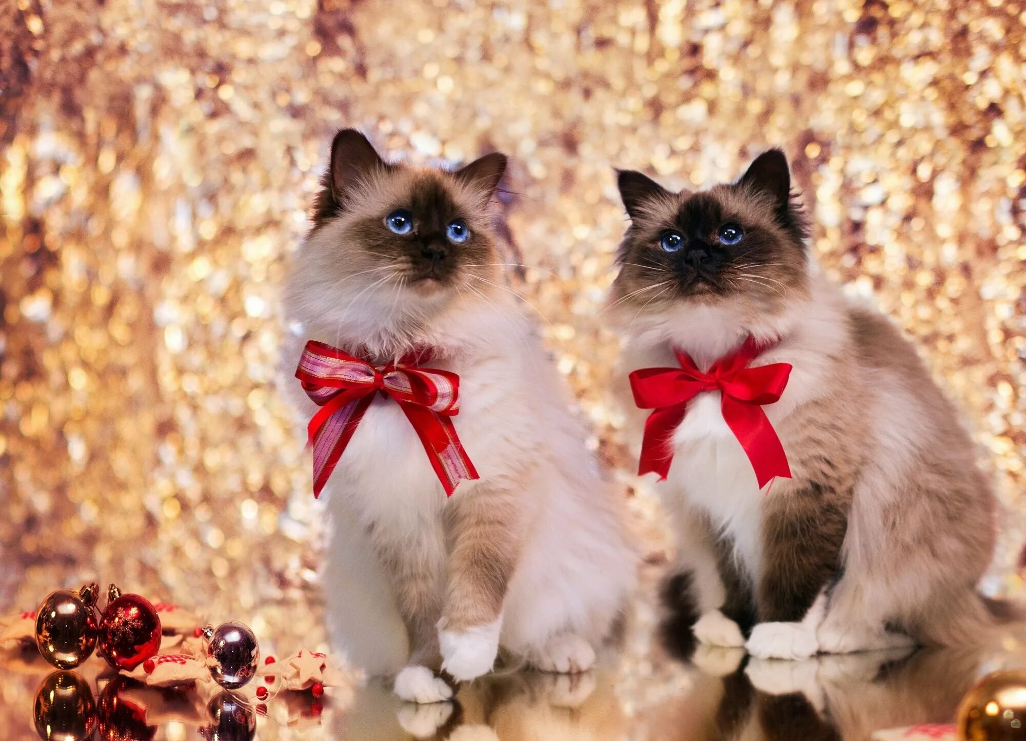 Кот 2 года. Котенок с бантиком. коты с бантиками. кошечка с бантиком. два кота в бантиках.