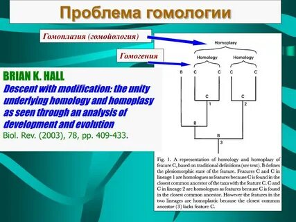 Функционально морфологический
