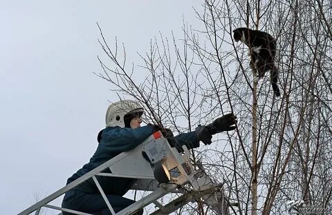 Сука залезла на меня не может слезть