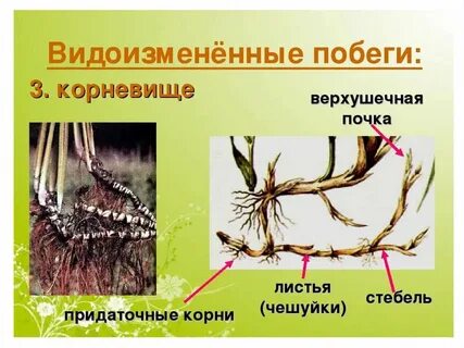 Чешуйки на корневище