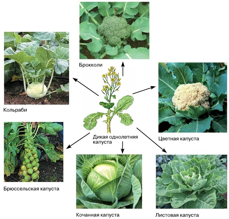 Пример искусственного отбора пример. Органы капусты. Plants changed by the selective breeding. Сорта капусты схема. Искусственный отбор примеры растений.