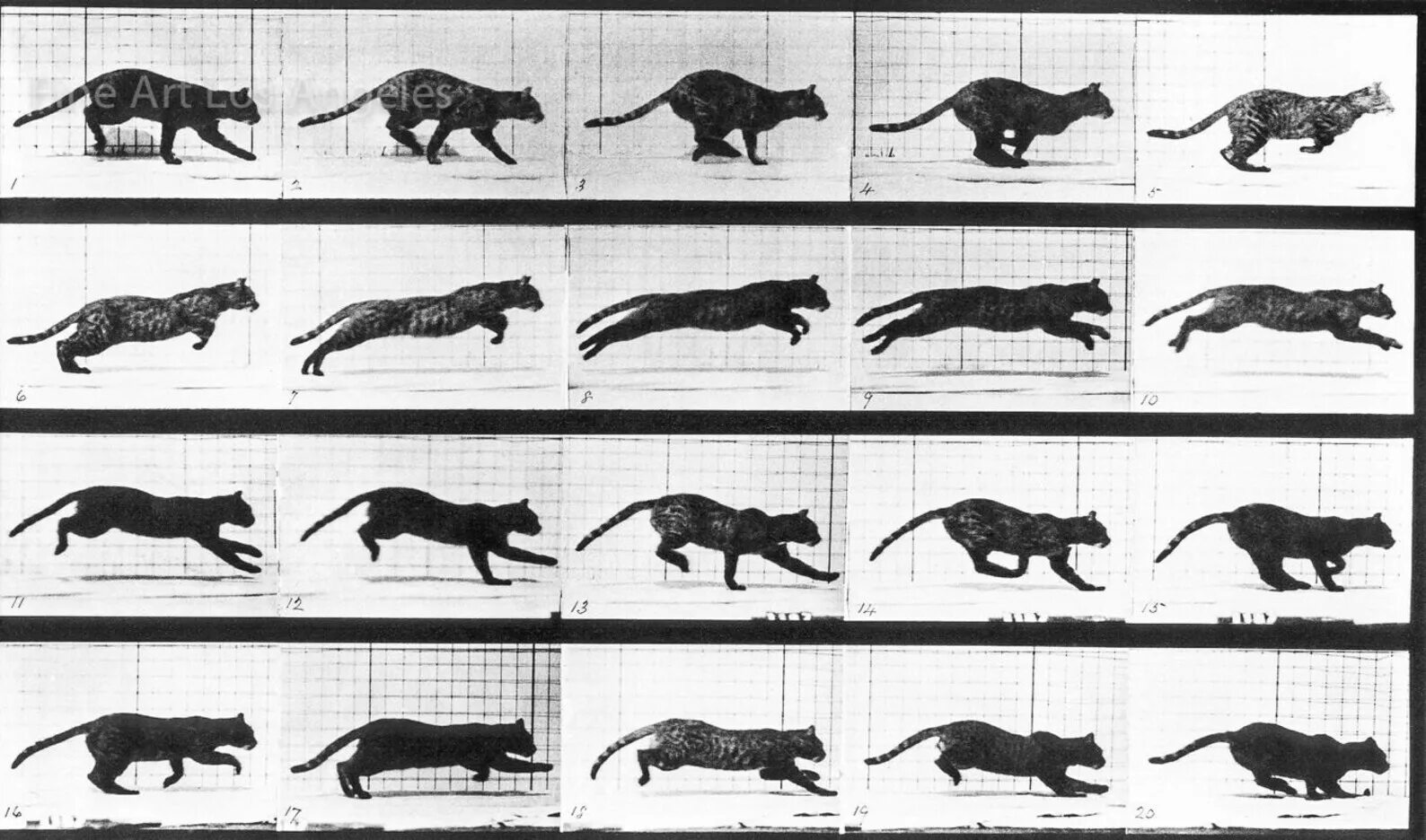Движение первых кот. Eadweard Muybridge. Майбридж биомеханика. Животные в движении.