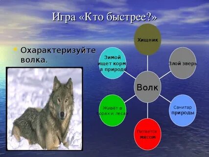 Волк тип питания