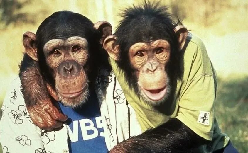 Забавный шимпанзе как правильно. Шимпанзе дурачится. Комедия про обезьяну. Две обезьяны.