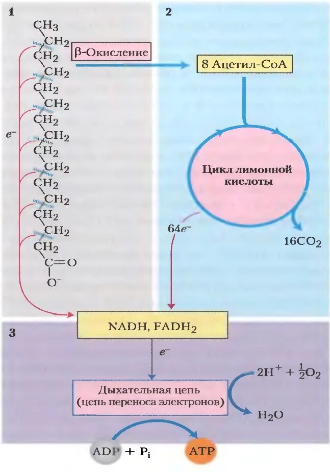 Окисление жирных кислот фермент. Схема бета окисления жирных кислот. Β-окисление жирных кислот стадии. Этапы катаболизма жирных кислот: реакции, ферменты. Схема окисления жиров.