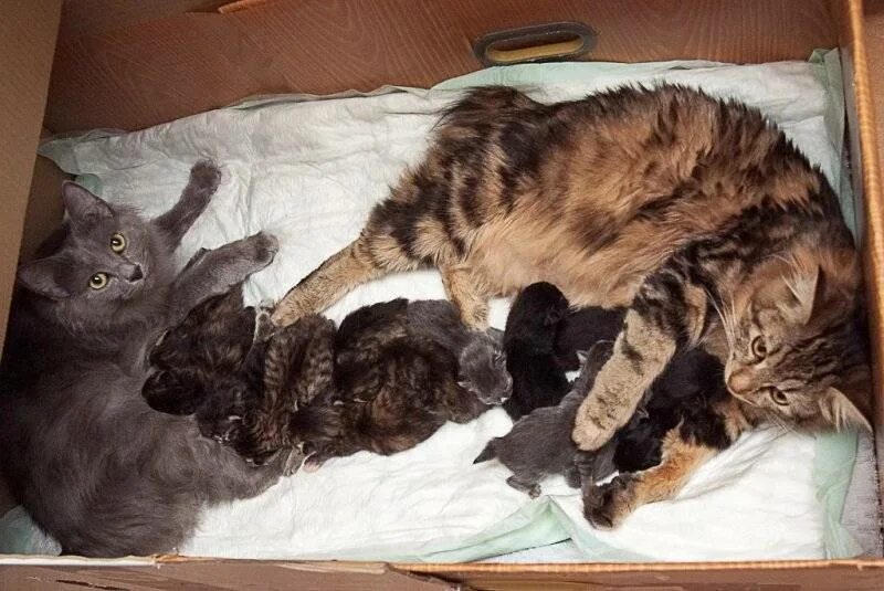 Кошка и котята после родов. Домик для рождения котят. Место для рождения котят.