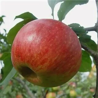 Коричневое яблоня фото