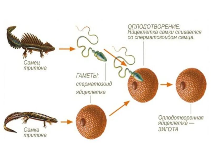 Половое размножение животных оплодотворение. Этапы полового размножения животных. Половое размножение животных схема. Схема формы размножения животных.