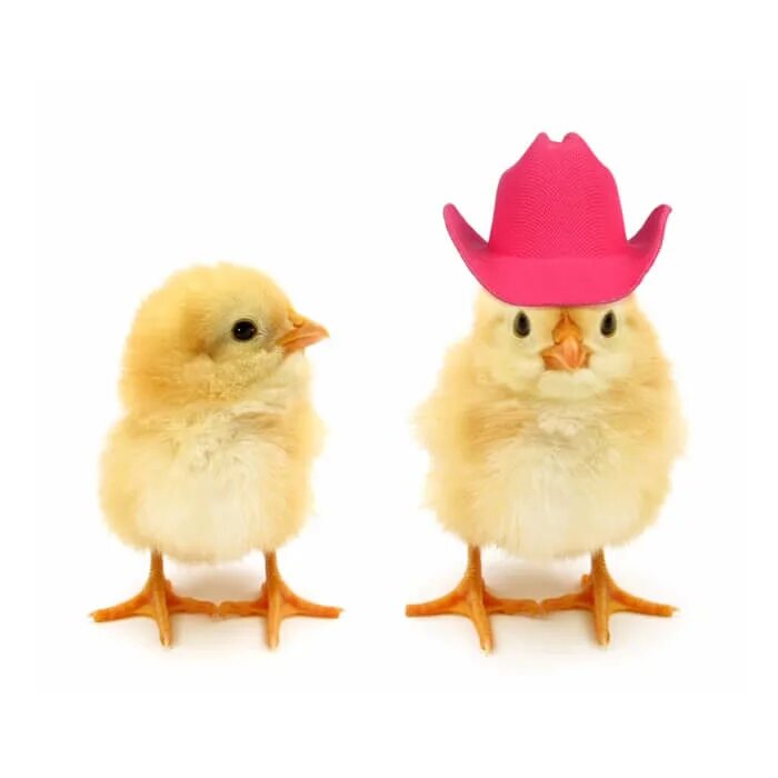 Chick 1. 2 Цыпленка. Цыпленок в шляпе. Цыпленок 2шт. Цыпленок в шляпе игрушка.