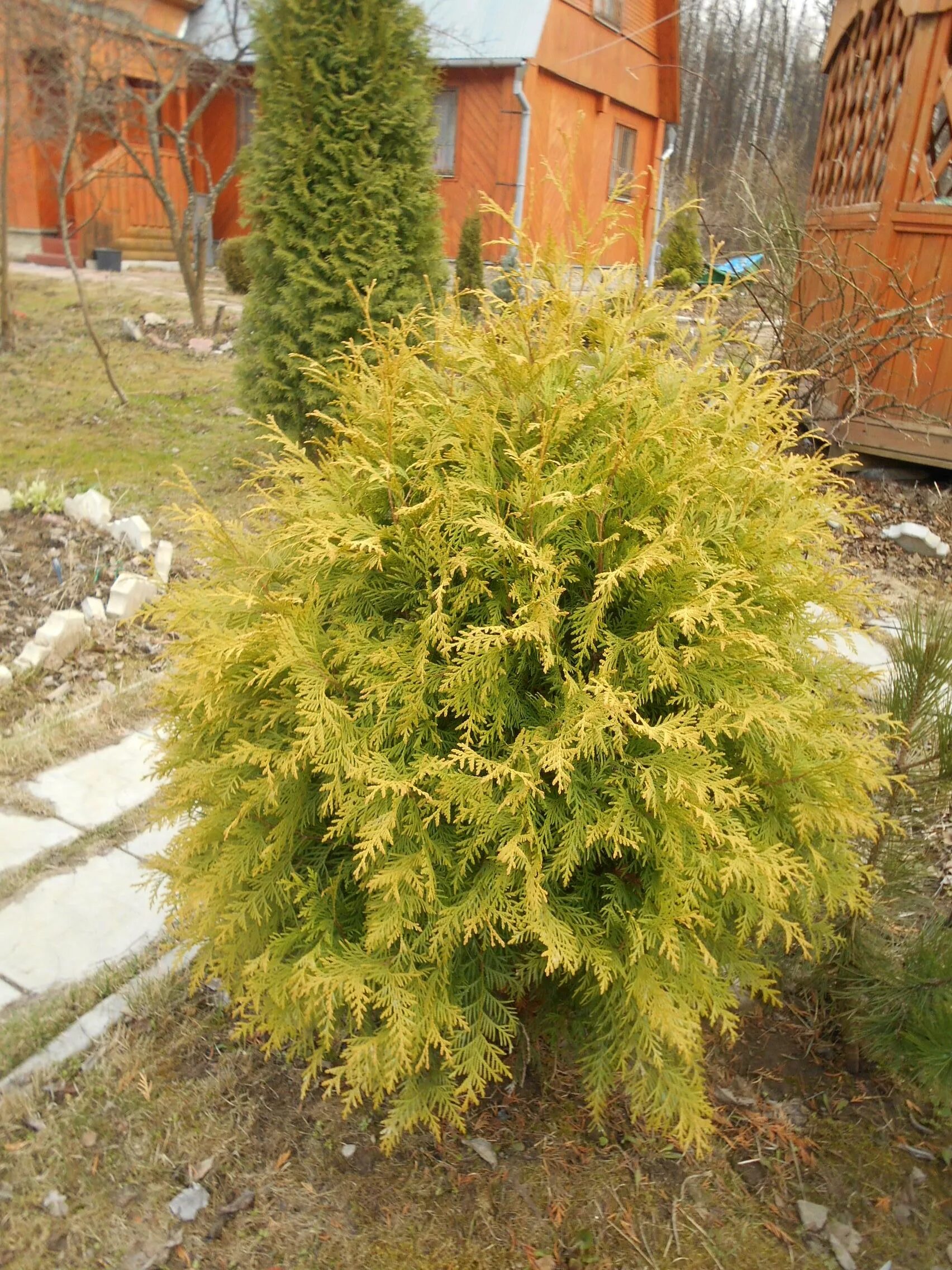 Туя Западная Голден Глоб. Туя Западная Thuja occidentalis “Golden Globe”. Туя шаровидная Голден Глоб. Туя Западная Голден Глоб(Golden Globe).