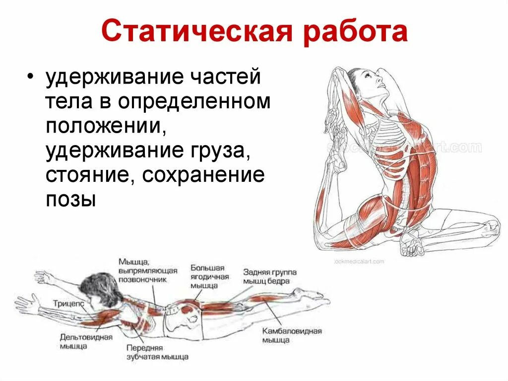 Динамическая нагрузка мышц. Работа мышц. Статические и динамические мышцы. Статическая работа. Динамическая работа мышц.