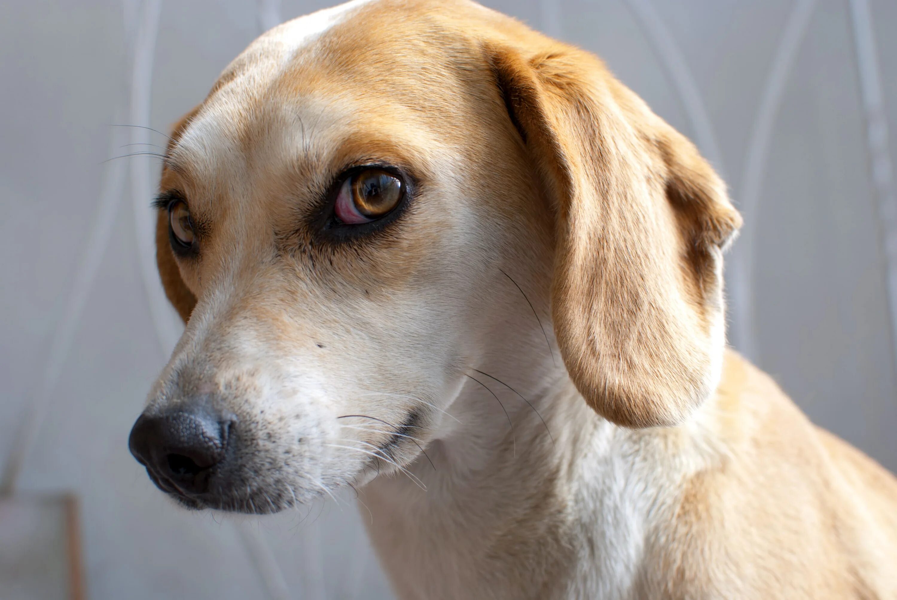 Кличка. Love dog puppy playtime. Имя для щенка. Как назвать собаку обозвать. Тест как хорошо ты знаешь породы собак.