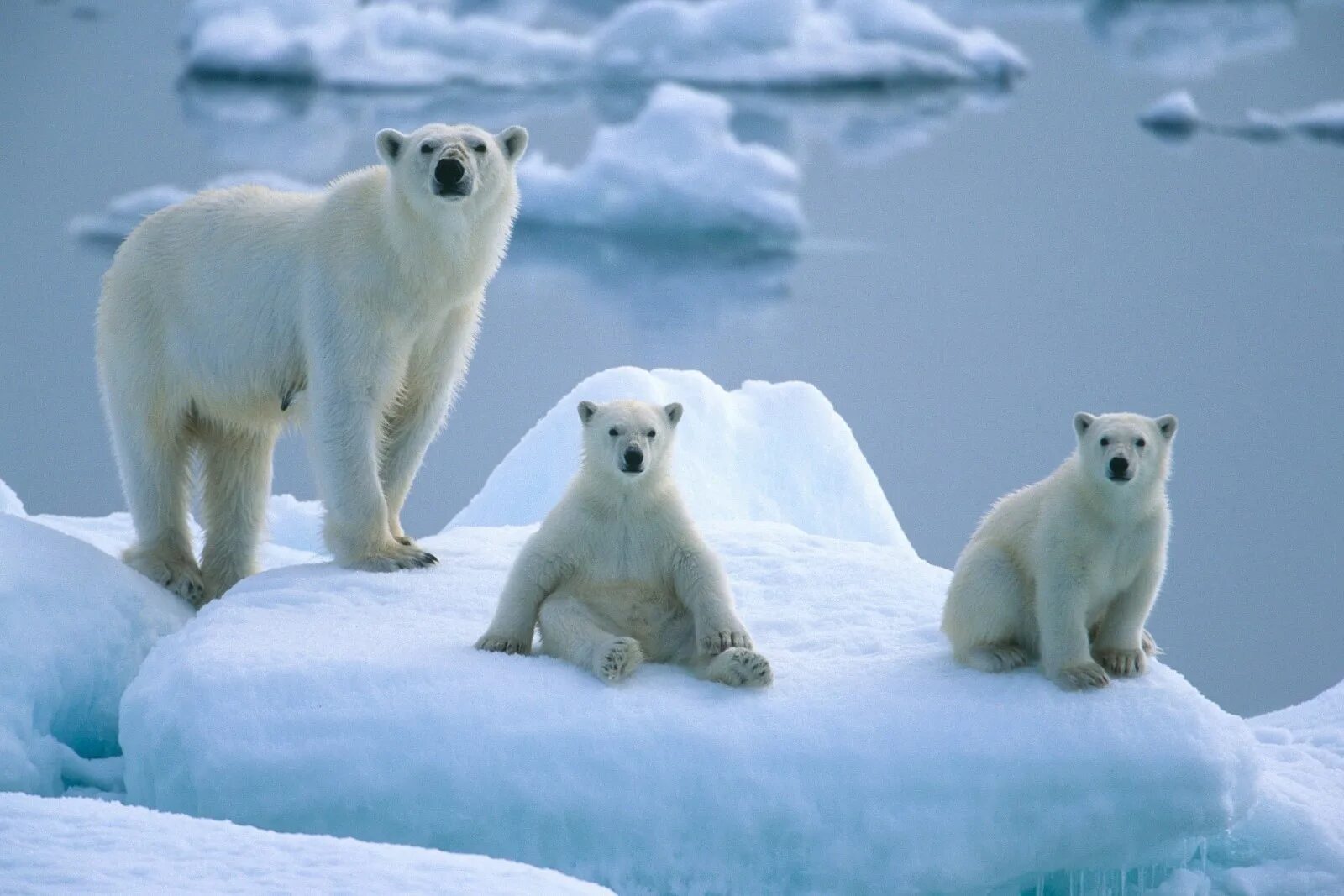 Обитатели полюсов. Животные Арктики и Антарктики. Животные Антарктиды белый медведь. Белые медведи в Антарктиде. Белые медведи в Арктике.