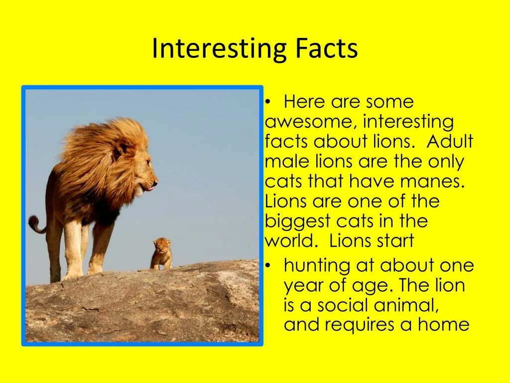 Facts about animals. Interesting facts about Lions. Lion facts. Interesting facts about Lions for Kids. Information about Lion.