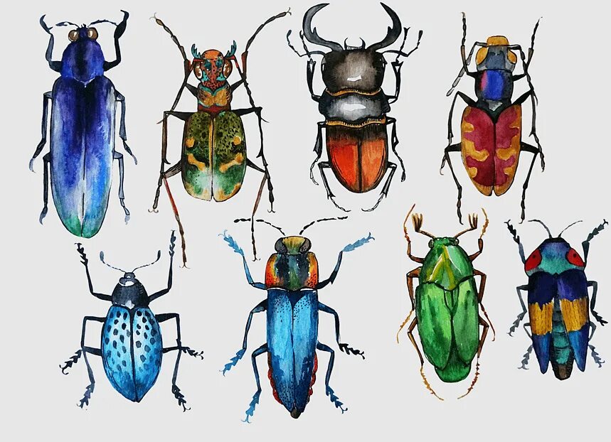 Школа 1 жуков. Жук в изобразительном искусстве. Жук цветными карандашами. Рисование Жуков. Разноцветные жуки изо.