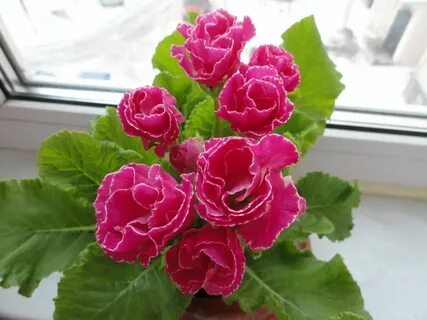Примула розанна