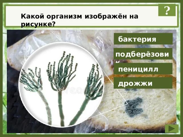 Пеницилл. Строение плесени пеницилл. Пеницилл и дрожжи. Пеницилл организм.