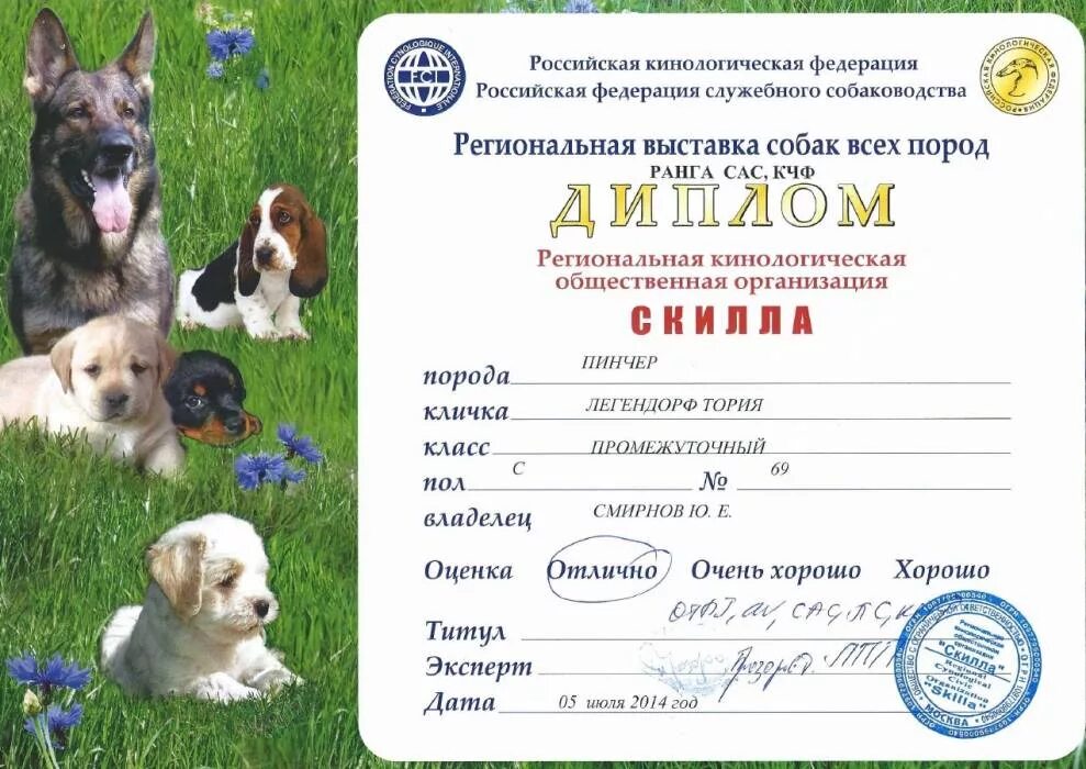 Оценки на выставке собак. Сертификат с выставки собак. Оценка отлично на выставке собак. Участие в выставке собак