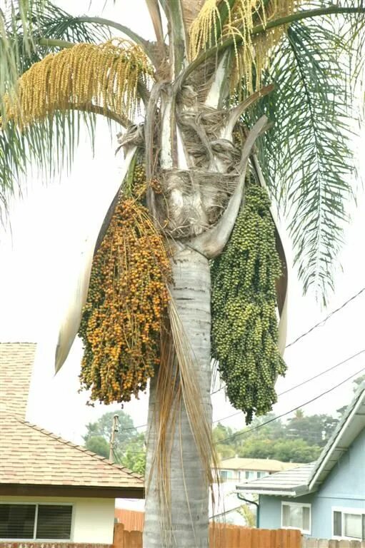 Queen trees