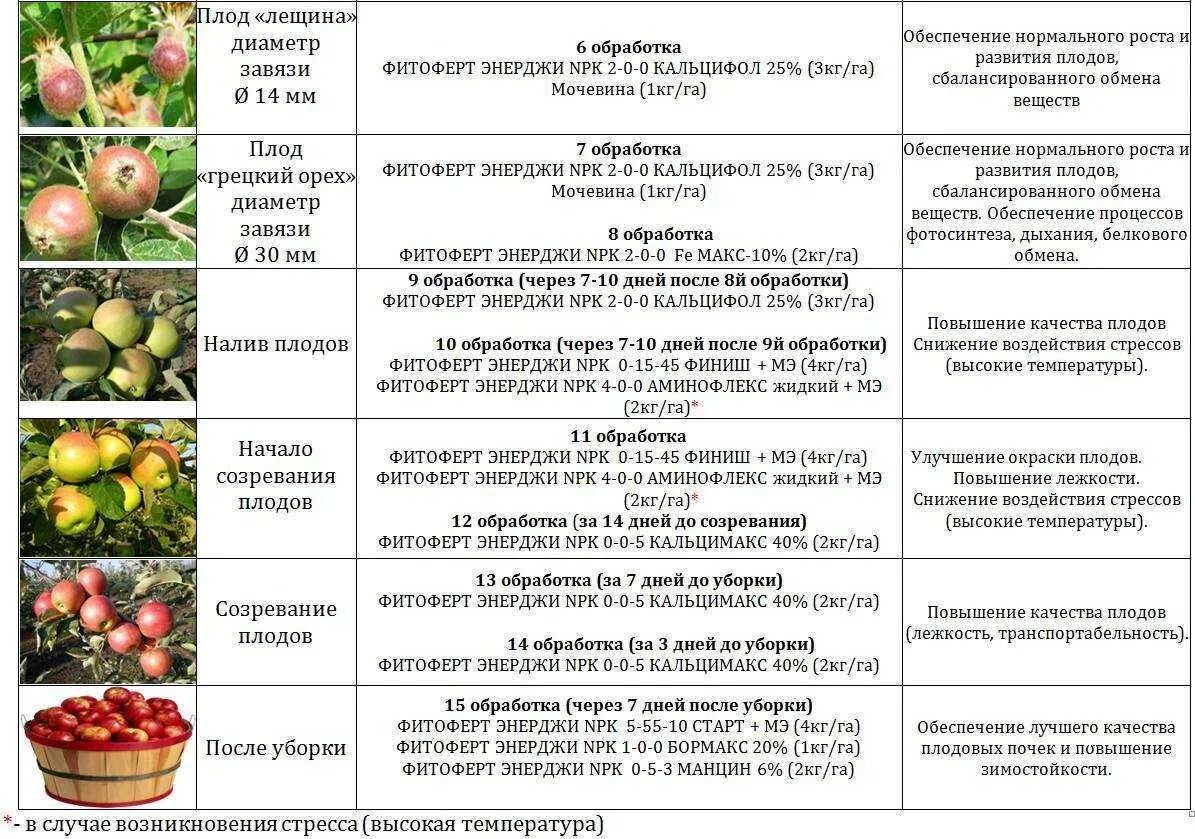 Текст каких только фруктовых деревьев. Схема подкормки плодовых деревьев и кустарников. календарь подкормки плодовых деревьев и кустарников. схема подкормки плодовых деревьев и кустарников весной. подкормка плодовых деревьев осенью схема.
