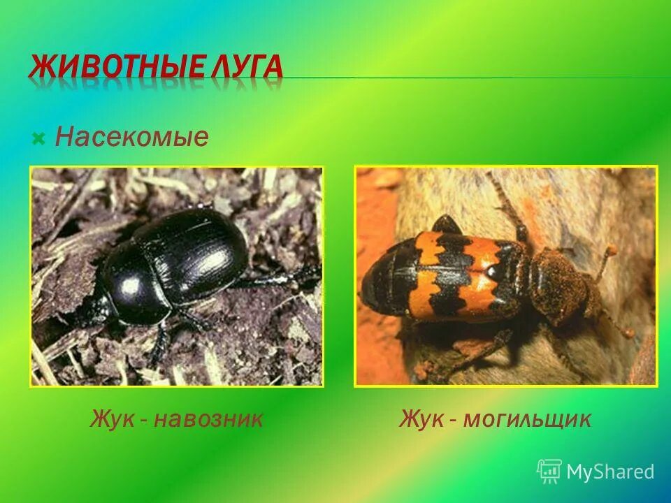 класс насекомые. жук могильщик окружающий мир. насекомые санитары. жук санитар леса. жук могильщик насекомое.