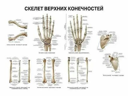 Верхние конечности анатомия