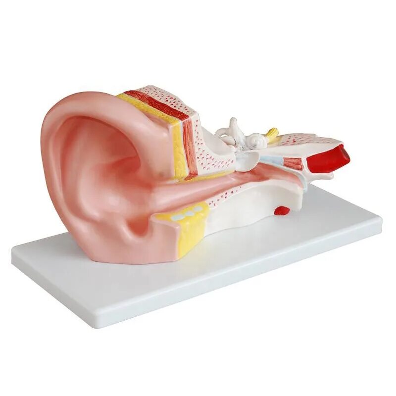 Искусственная модель. Анатомическая модель уха человека. Муляж уха. Макет уха.