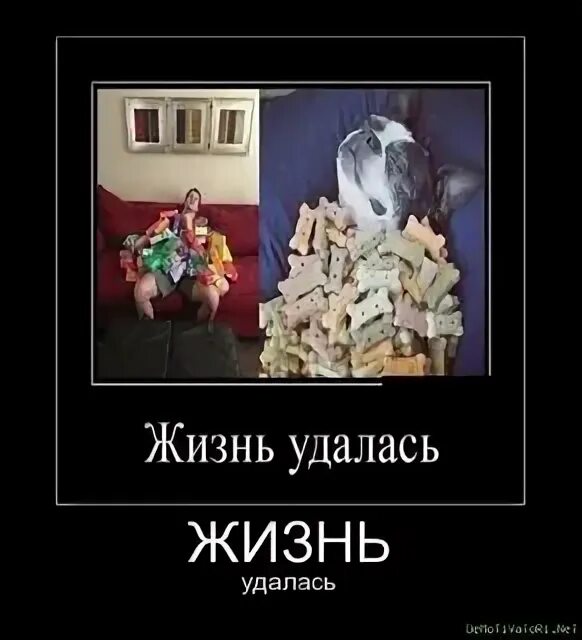 Фейс жизнь удалась. Демотиватор жизнь удалась. жизнь удалась мем. жизнь удалась картинки прикольные. когда жизнь удалась.