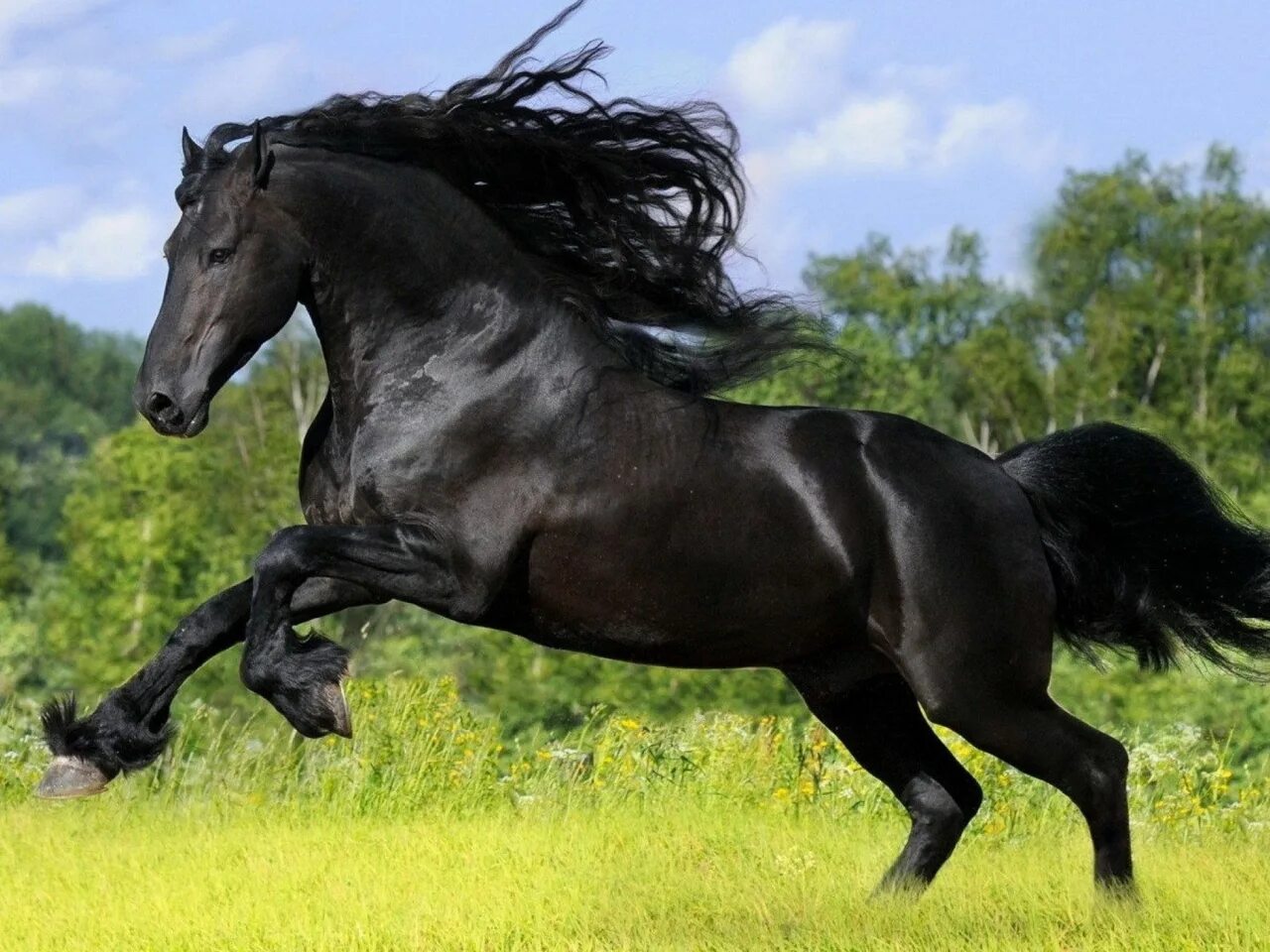 Цыганская фризская лошадь. Вороной мустанг лошадь. М р коне. Конкур конный спорт. Зеброидный гнедой мустанг.