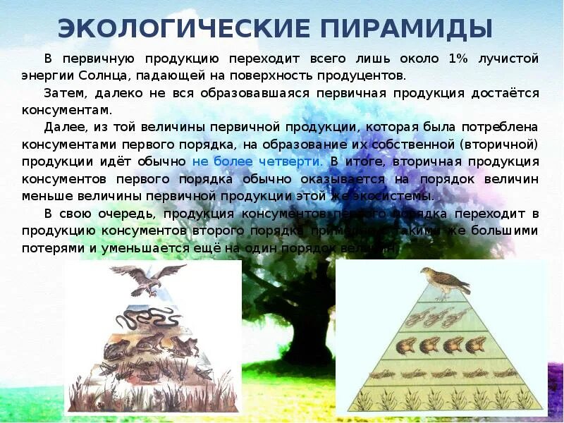 Пирамиды биология 11 класс. Экологическая пирамида это в биологии 11 класс. Презентация экологические пирамиды биология 11 класс. Понятие экологической пирамиды.