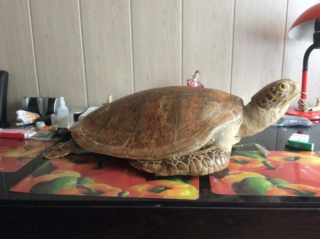 Чучело черепахи. Чучело морской черепахи. Чучело голова черепахи. Чучело черепахи. Змеиношеяя черепаха.