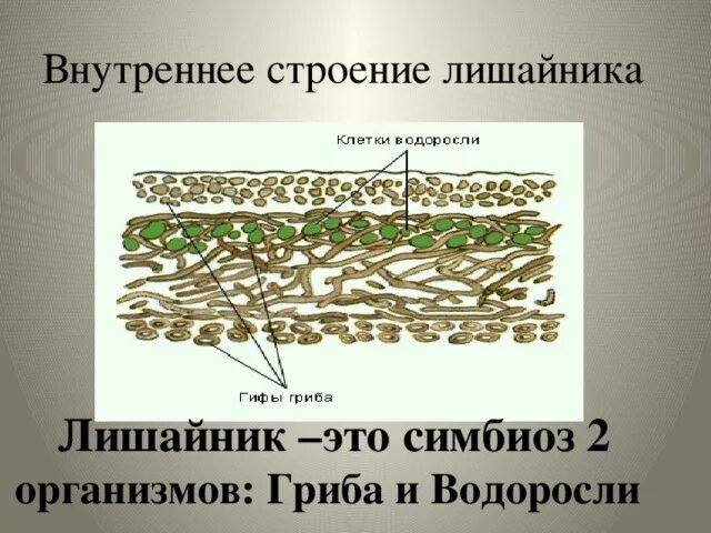 Строение симбиоз лишайников. Строение лишайника 5 класс биология. Строение лишайника ЕГЭ. Внутреннее строение лишайника. Водоросль снабжает лишайник