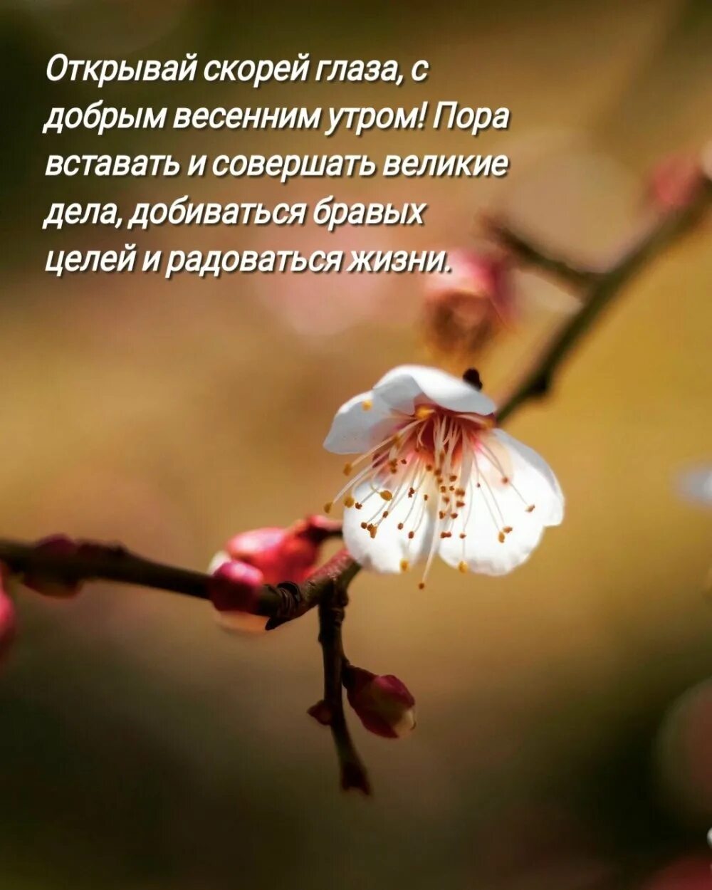 Весенние картинки со смыслом доброе утро. Пожелания с добрым весенним утром. открытки с добрым утром весенние. поздравления с добрым утром весенние красивые. добрые весенние пожелания.