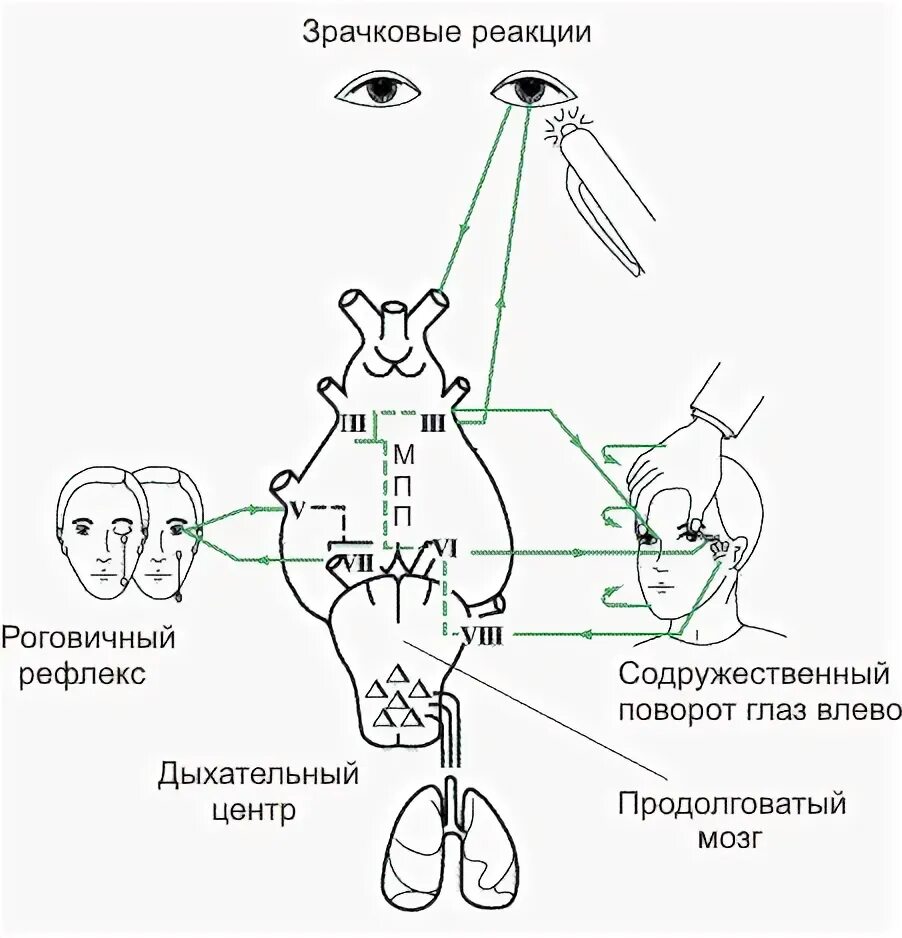 Корнеальный рефлекс схема. Роговичный рефлекс схема. Роговичный рефлекс схема физиология. Роговичный рефлекс рефлекторная дуга.