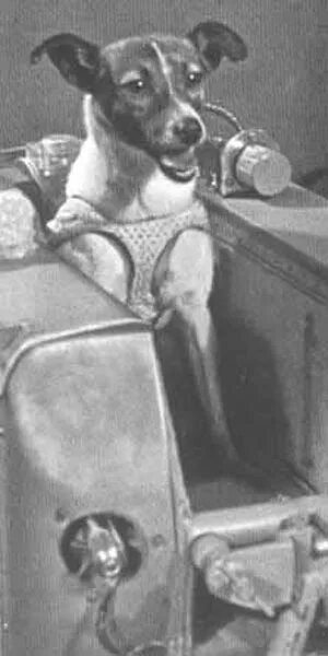 Самые первые собаки в космосе. Лайка 1957. Собака лайка 1957. Первая собака в космосе лайка. Лайка первый космонавт.