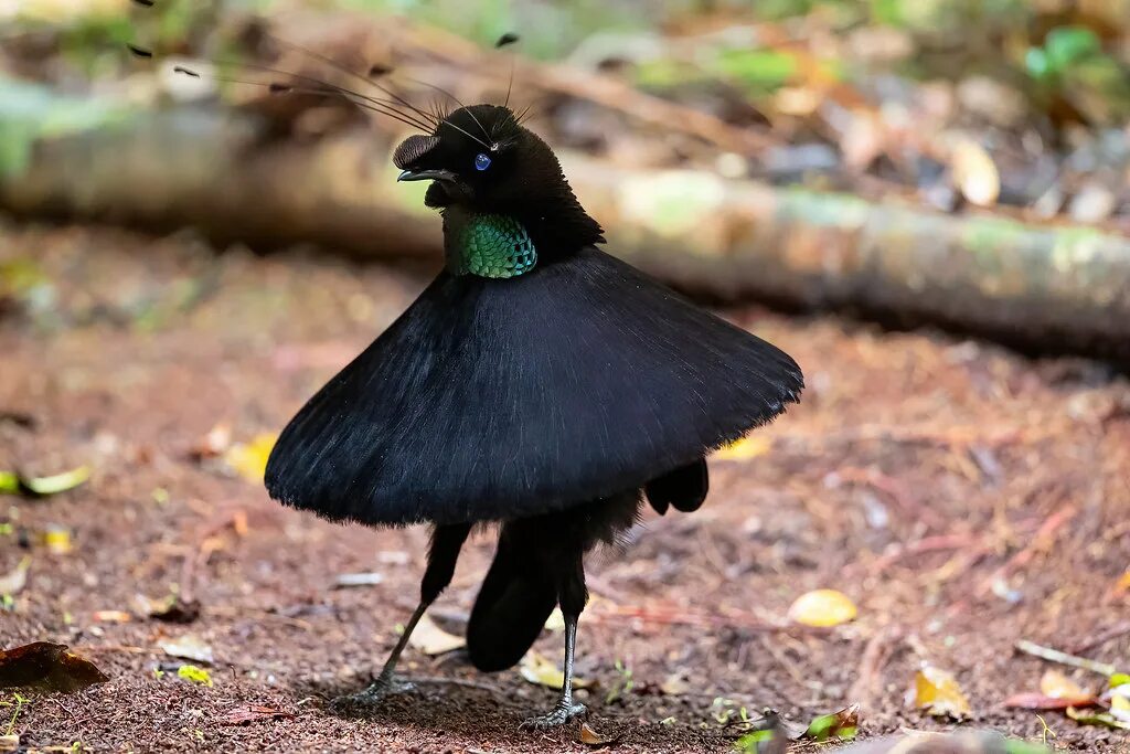 Брачный танец самца. Паротия Кэрол. Паротия Кэрол птица Райская. Parotia sefilata. Паротия Берлепша.