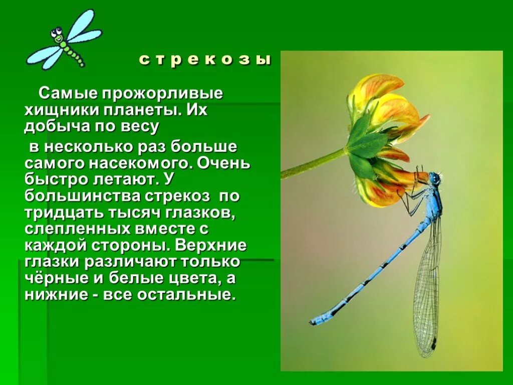 Сообщение стрекозы