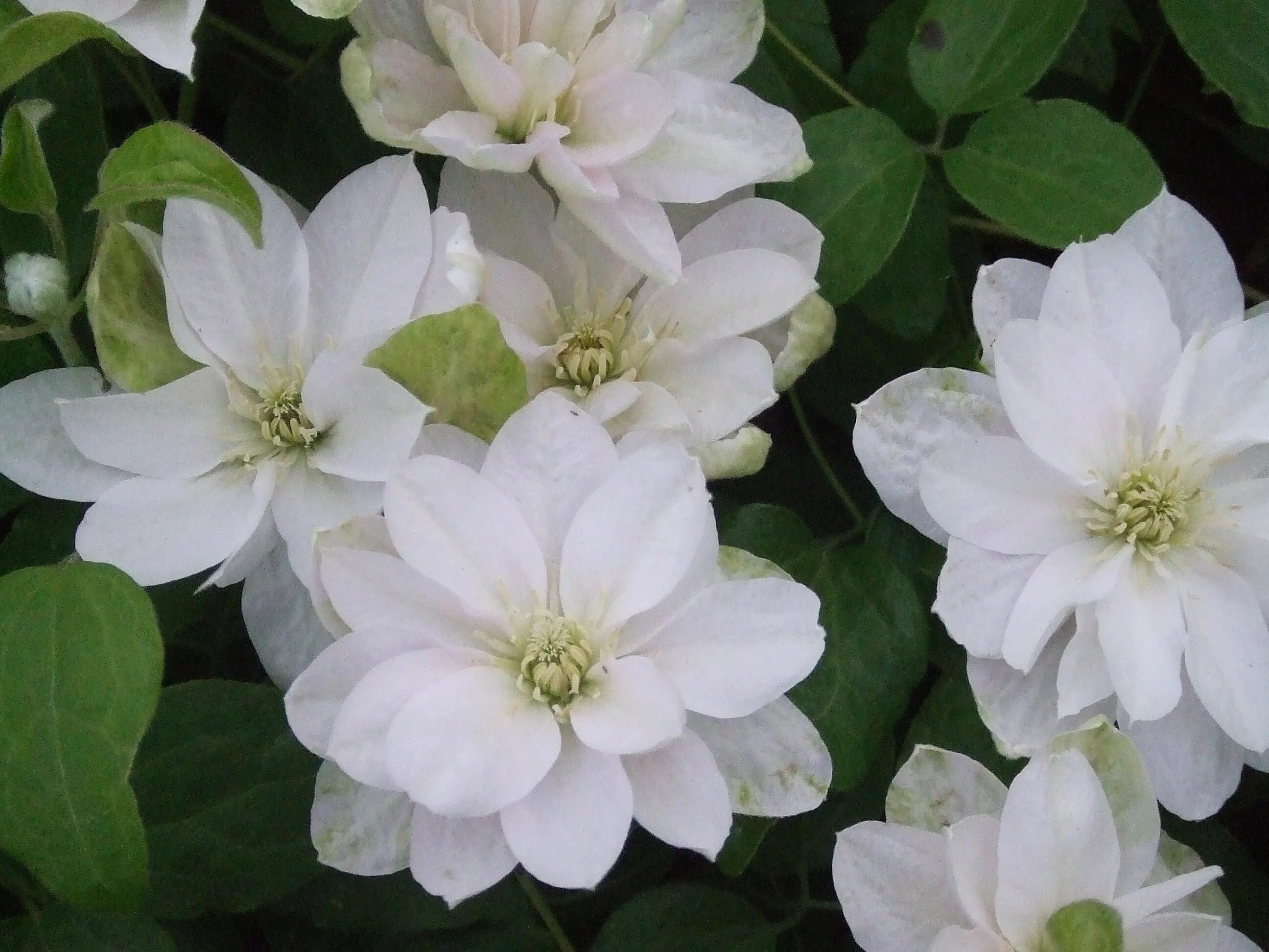 I Fought the Lawn, and the Lawn Won - Tall Clover Farm Clematis, White flowers, 