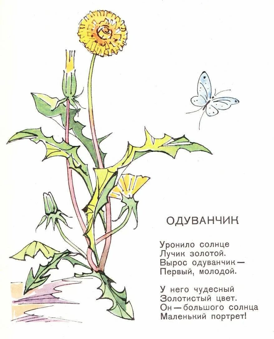 Детские стихи про цветы. Вырос одуванчик. Стих про одуванчик. Одуванчик читать. Одуванчик читать.