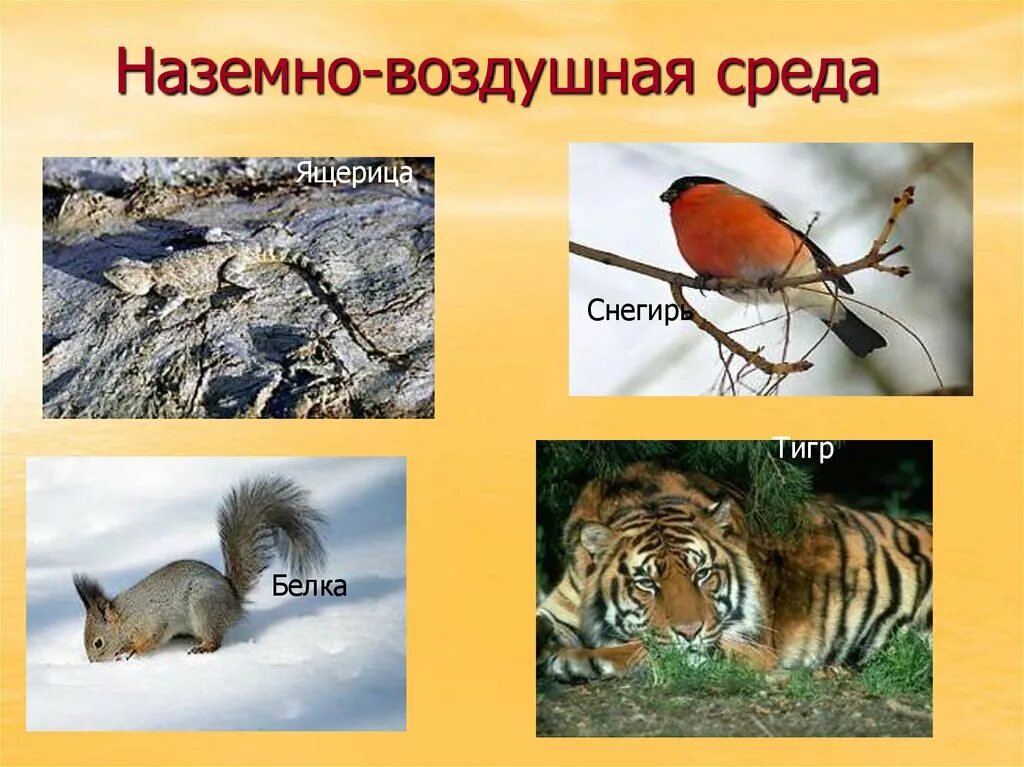 Особое свойство наземно воздушной среды обитания. Цепь питания наземно воздушной среды. Животные которые обитают в наземно воздушной среде. Наземно-воздушная среда картинки. Представители наземно-воздушной среды.