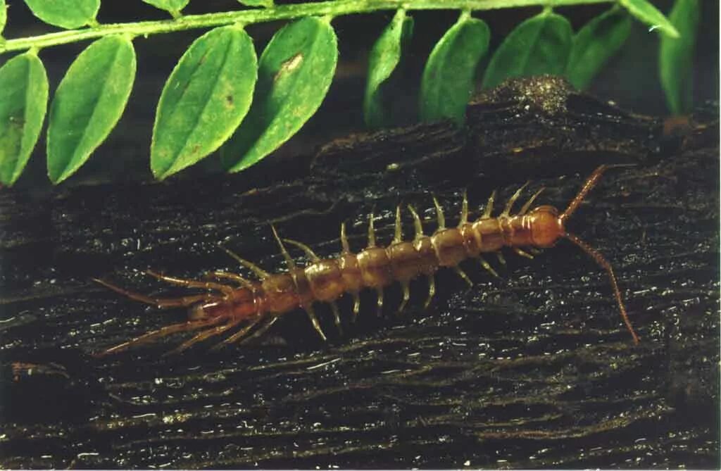 Как выглядит многоножка которая не вредит растениям Centipedes UnAnything Wiki Fandom