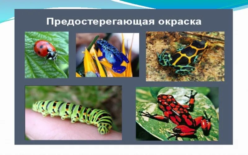 Предупреждающие окраски животных