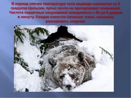 Туловище медведя