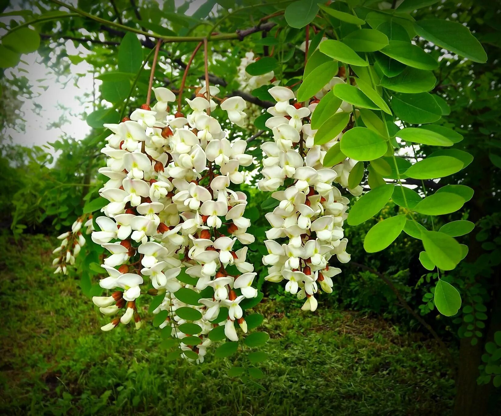 Акация белая (Робиния). Робиния Лжеакация. Белая Акация (Робиния псевдоакация). Акация (Robinia pseudoacacia). Купить акация дерево