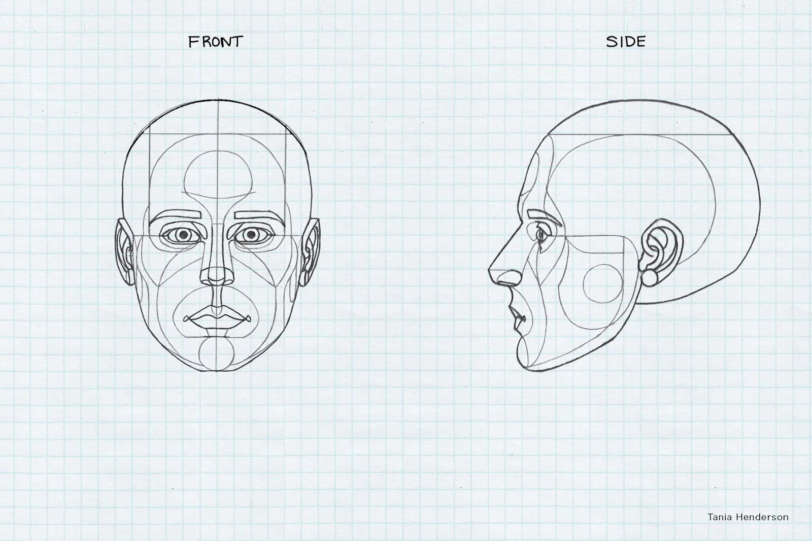Строю какое лицо. Схема построения лица. Построение лица. Анатомия лица рисунок.