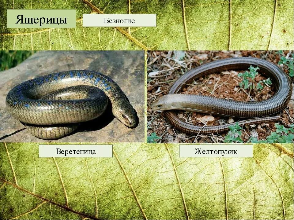 Змей от ящериц отличает. Безногая ящерица веретеница. Безногая ящерица желтопузик. Веретеница ломкая ящерица. Желтопузик и веретеница.