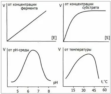 Зависимость активности ферментов от концентрации субстрата